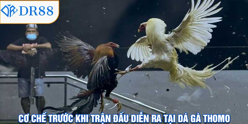 Đá Gà Thomo